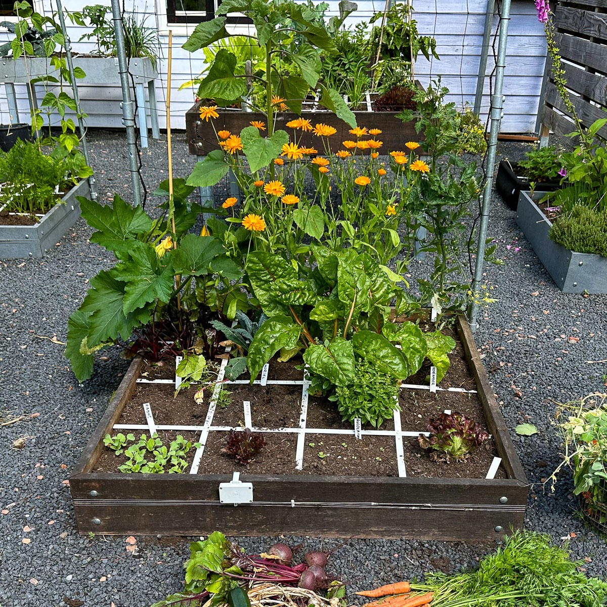 Onze moestuinbakken eind juni dit jaar