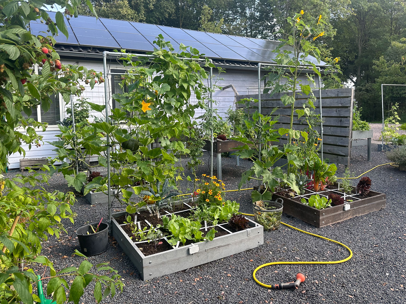Zonnebloemen en courgettes kapen vocht en voeding weg bij de buren