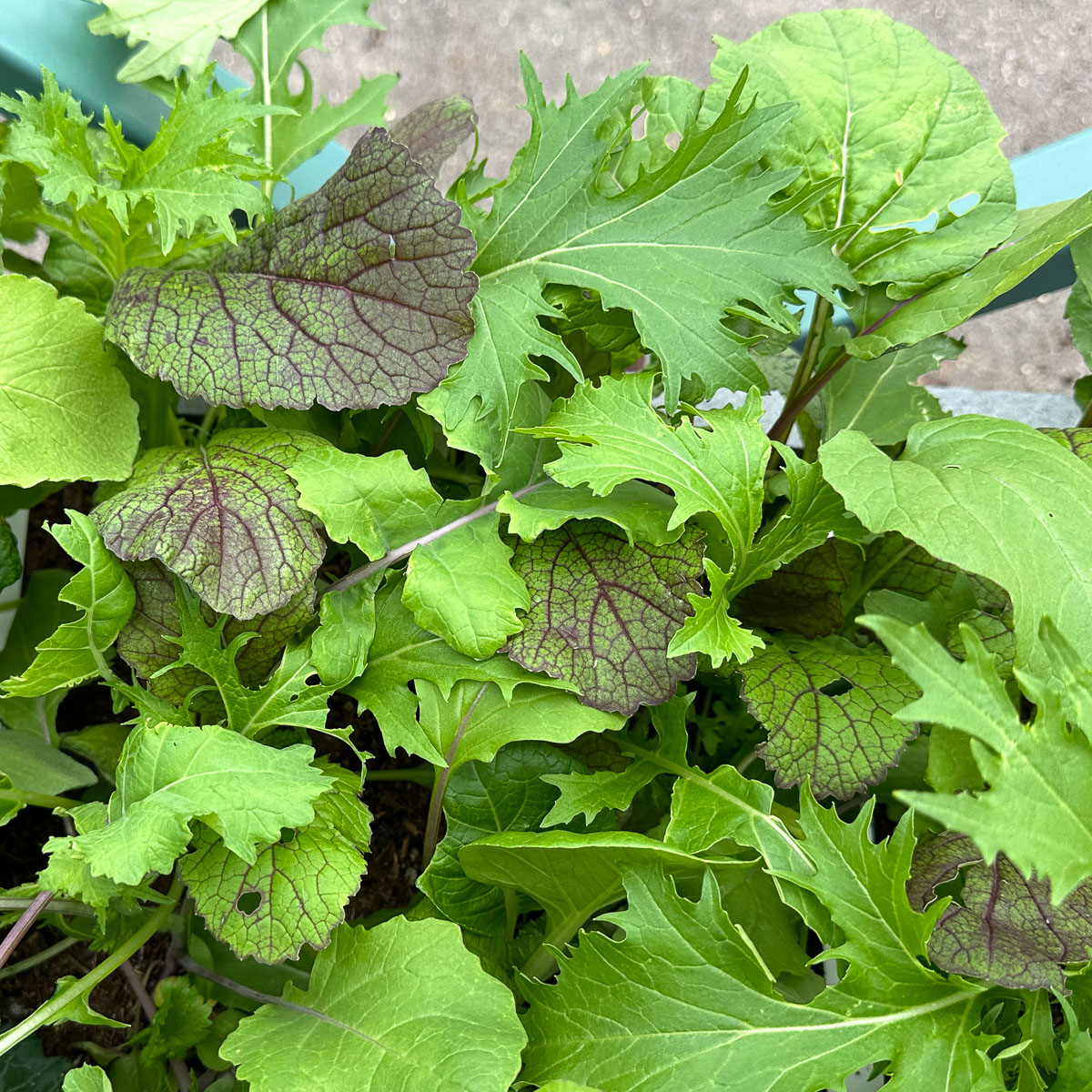 Kleine en gezonde plantjes van de Aziatische pluksla