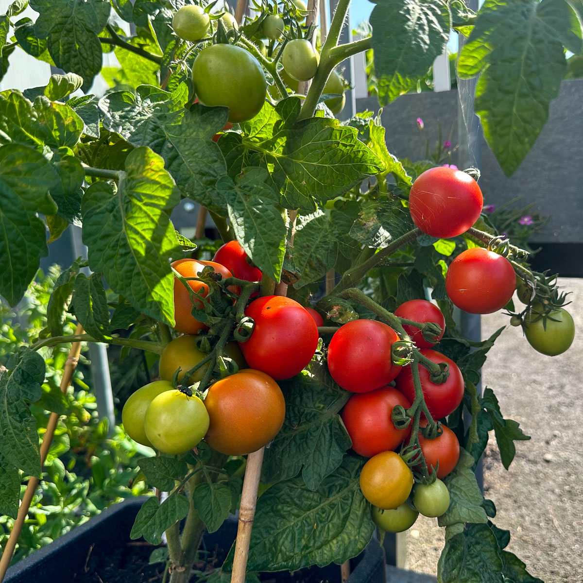 Eind augustus: rijpe én onrijpe tomaten