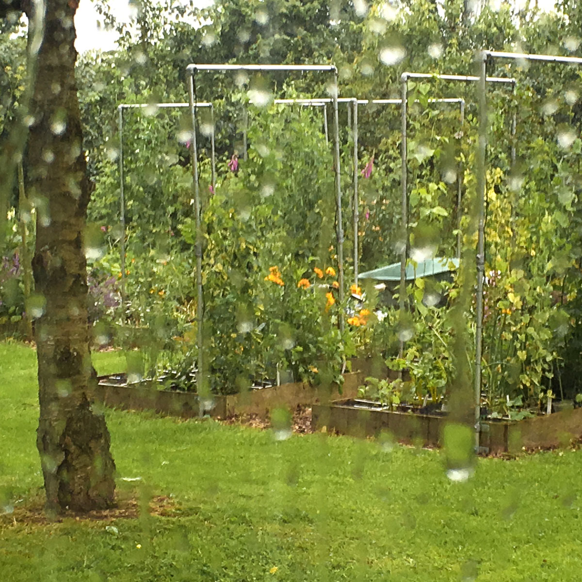 Zomer 1016: het hield maar niet op met regenen