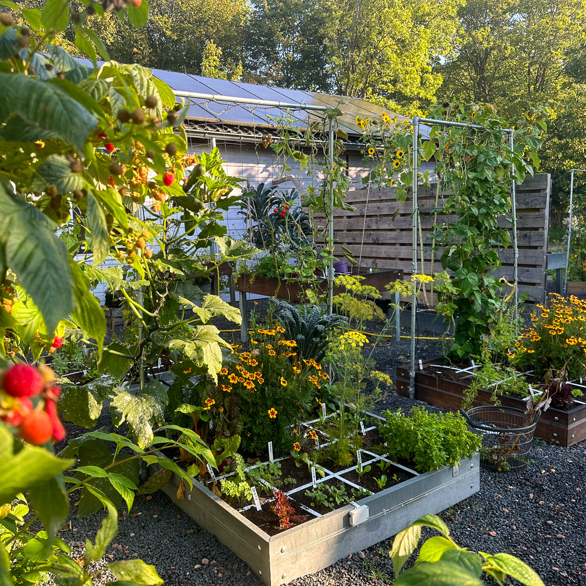 September in de kantoortuin van de Makkelijke Moestuin