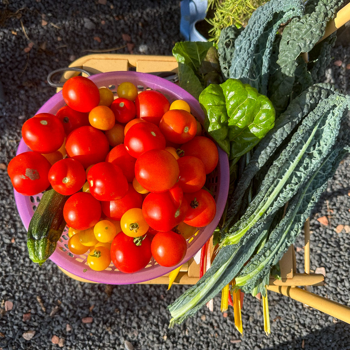 Tomatenoogst uit de Makkelijke Moestuin kantoortuin