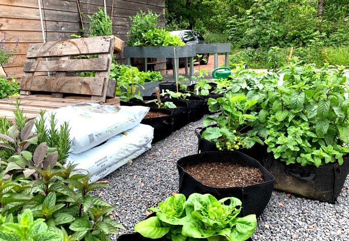 The start of our new Makkelijke Moestuin