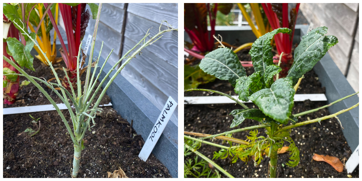 Dino kale plant: completely bare on the left, after four weeks on the right