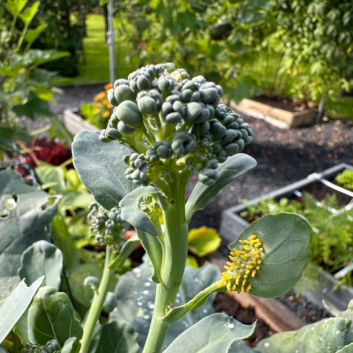 Left: eggs under the leaf. Right: a fully-grown Cabbage White caterpillar