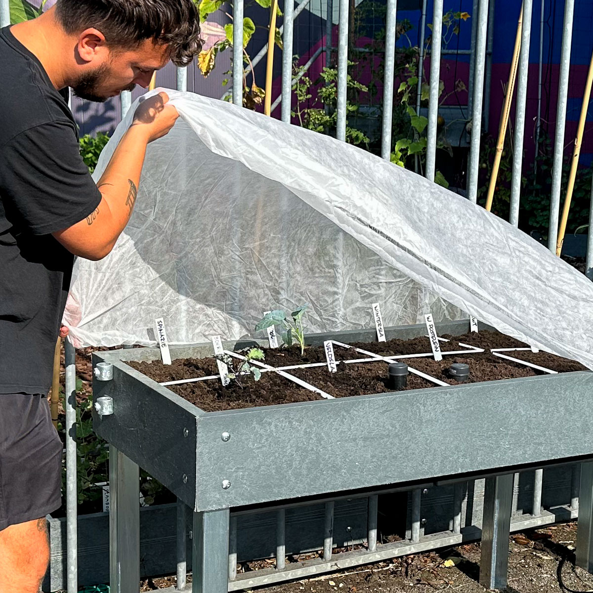 Jelle puts the MM-Muts crop cover over his garden box to protect it from butterflies