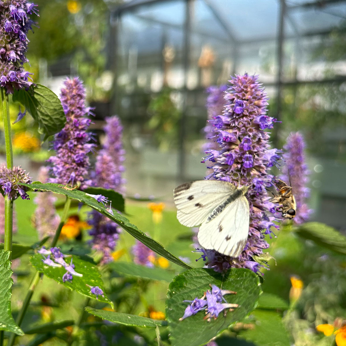 Small white butterfly on anise hyssop
