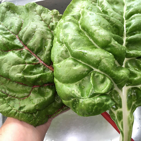 Snijbietblad uit de Makkelijke Moestuin