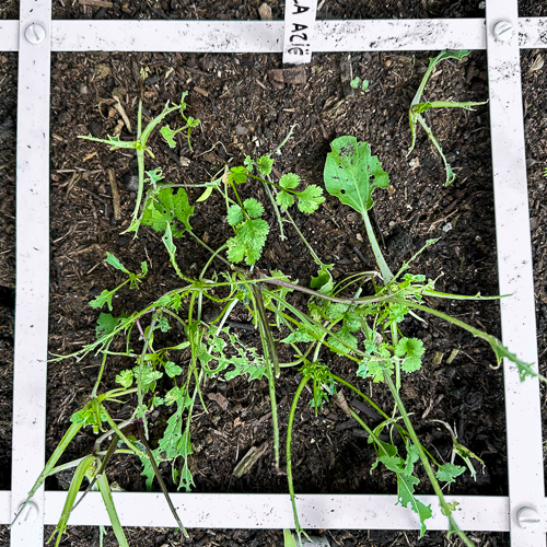 Asian salad mix seedlings stripped bare by caterpillars
