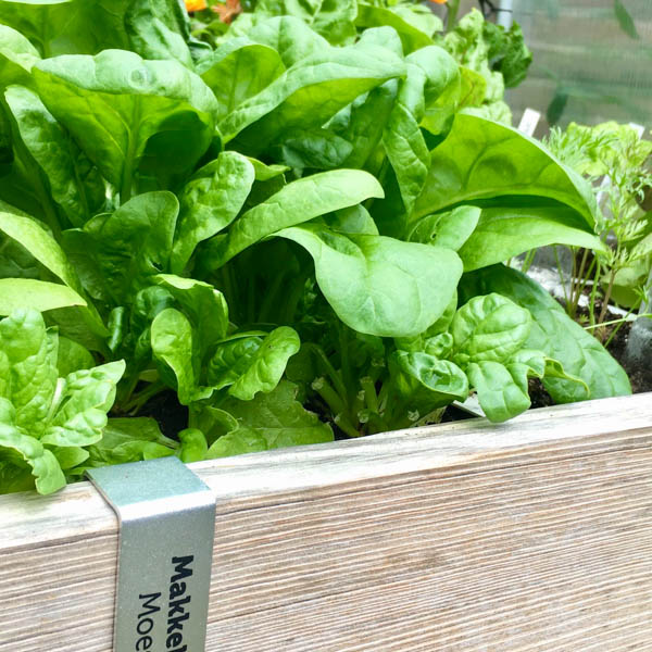 Spinazie uit de Makkelijke Moestuin