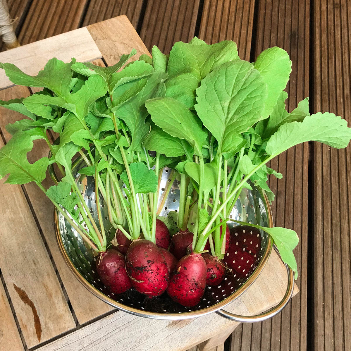 Reuzenradijzen uit de Makkelijke Moestuin