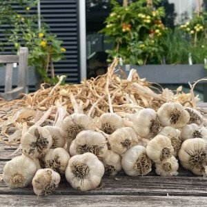 Knoflook