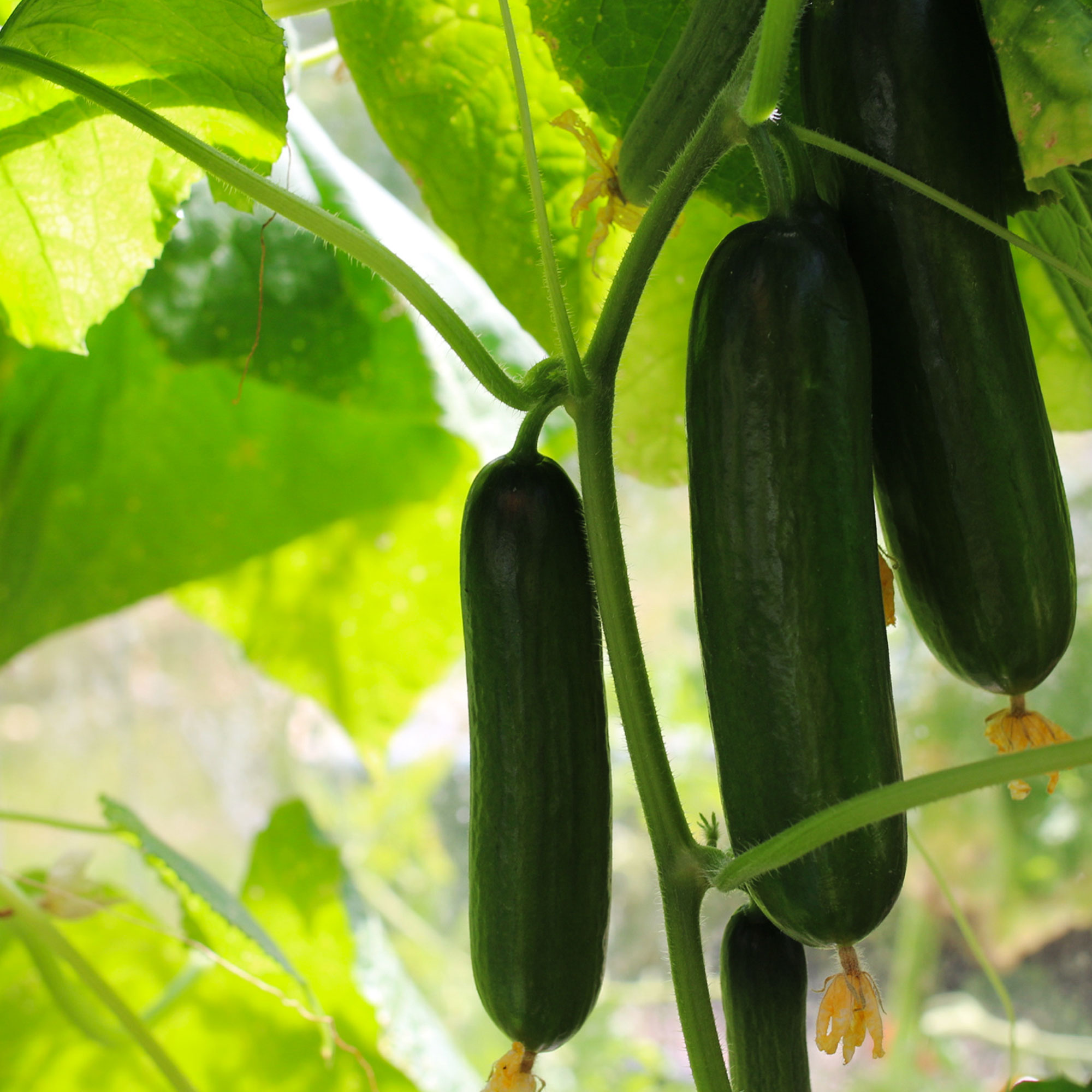 Cucumber