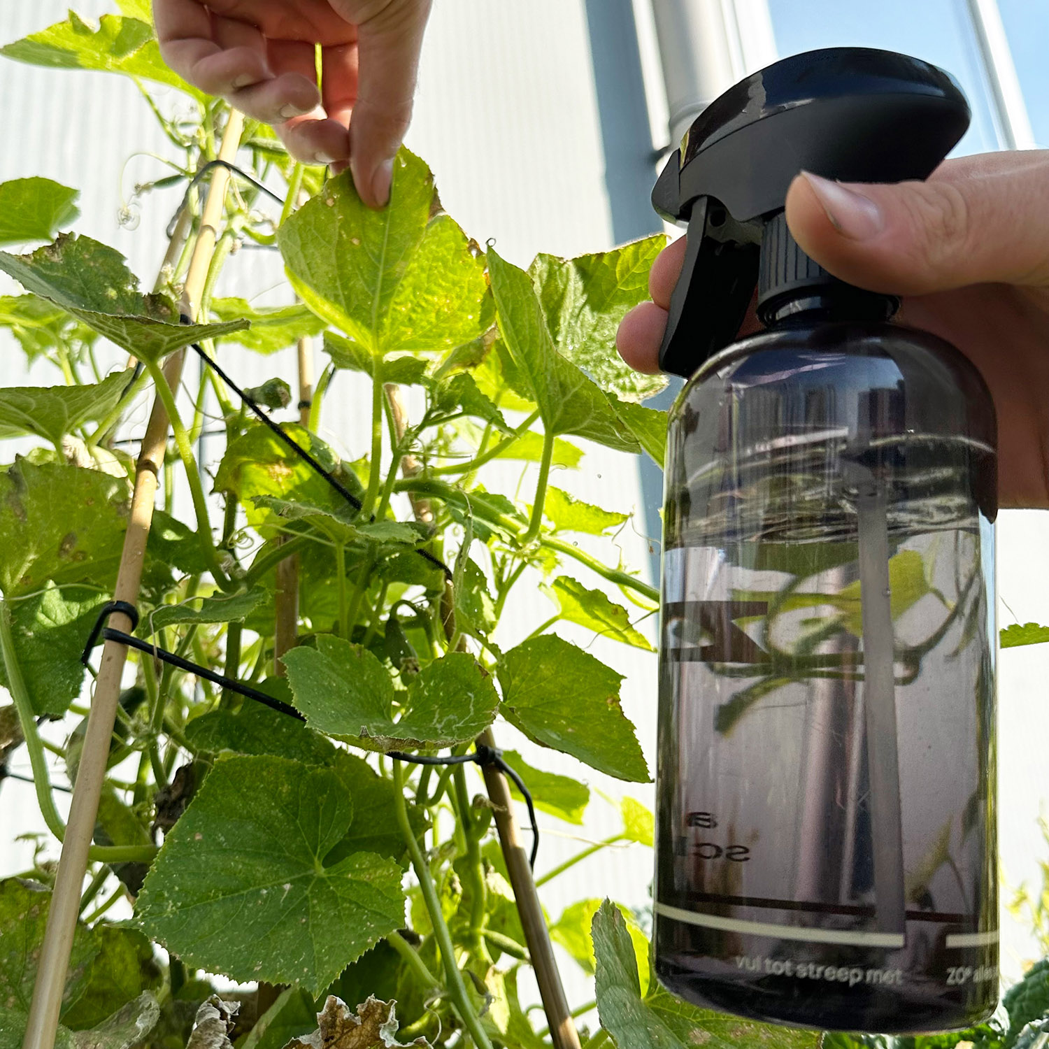 Spuit met spintmijt geïnfecteerde planten in met neemolie-spray