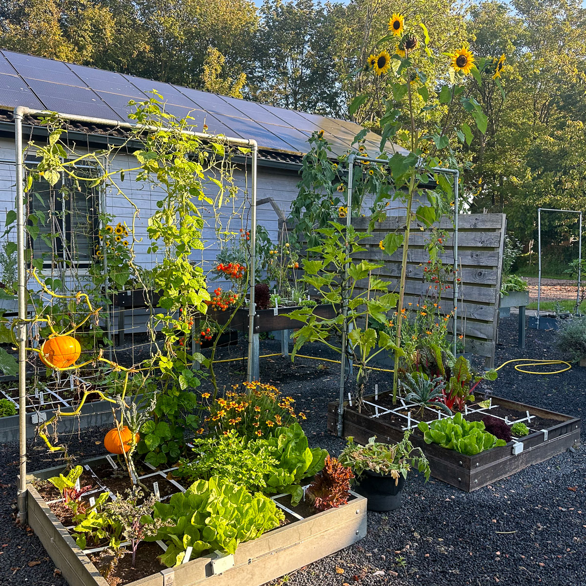 Opgeschoonde Makkelijke Moestuinbakken in de ochtendzon