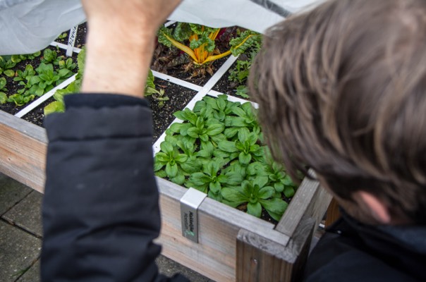 Moestuinbak in het najaar beschermen tegen nachtvorst met een muts van vlies