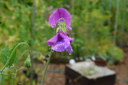 Lathyrus of siererwt in de Makkelijke Moestuin