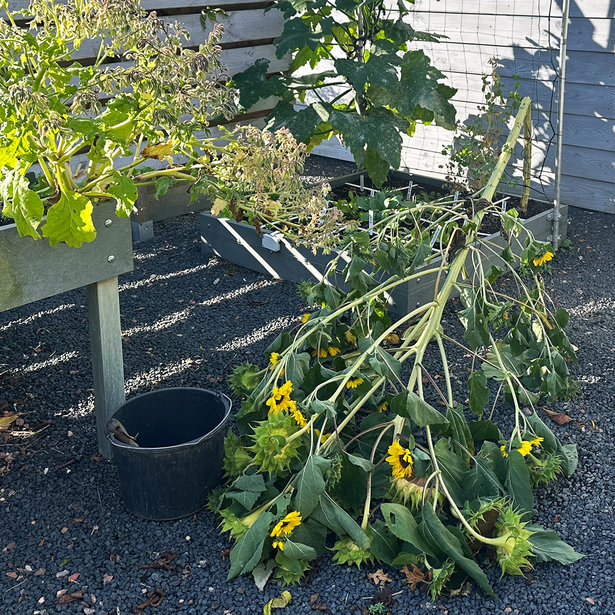 Hoge zonnebloemen vangen veel wind