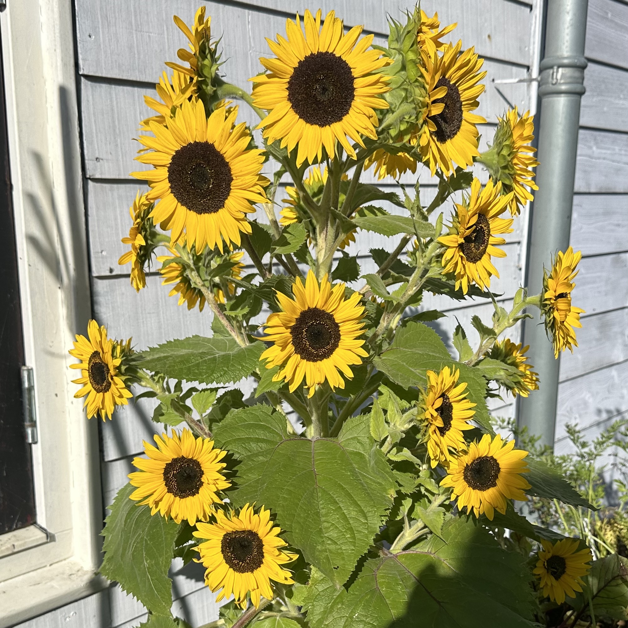 De lage zonnebloem uit het testpakketje
