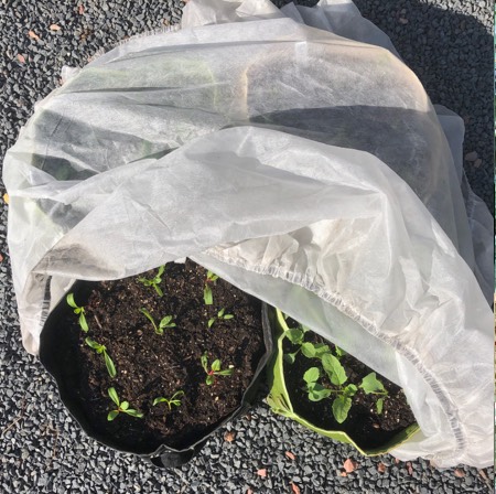 In het vroege voorjaar bescherm je Makkelijke Moestuin mini's heel makkelijk met een moestuinmuts