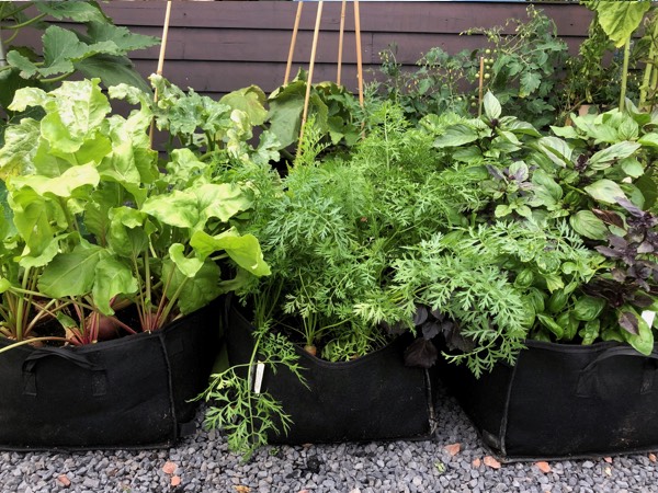 In een Makkelijke Moestuin Mini krijgen je groentes volop ruimte