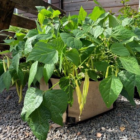 Boterboontjes in een Makkelijke Moestuin mini pot