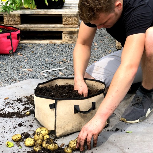 Grote opbrengst aan aardappels in een Makkelijke Moestuin Mini pot