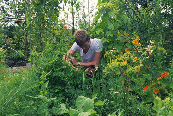 The same garden boxes in mid-July 2013