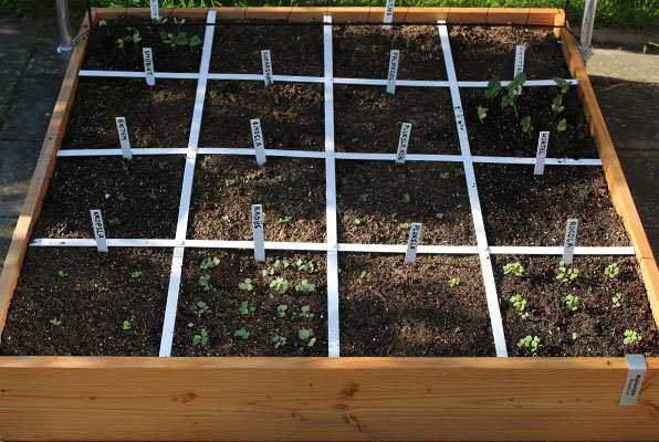 Our garden box 5 days later with young seedlings coming up