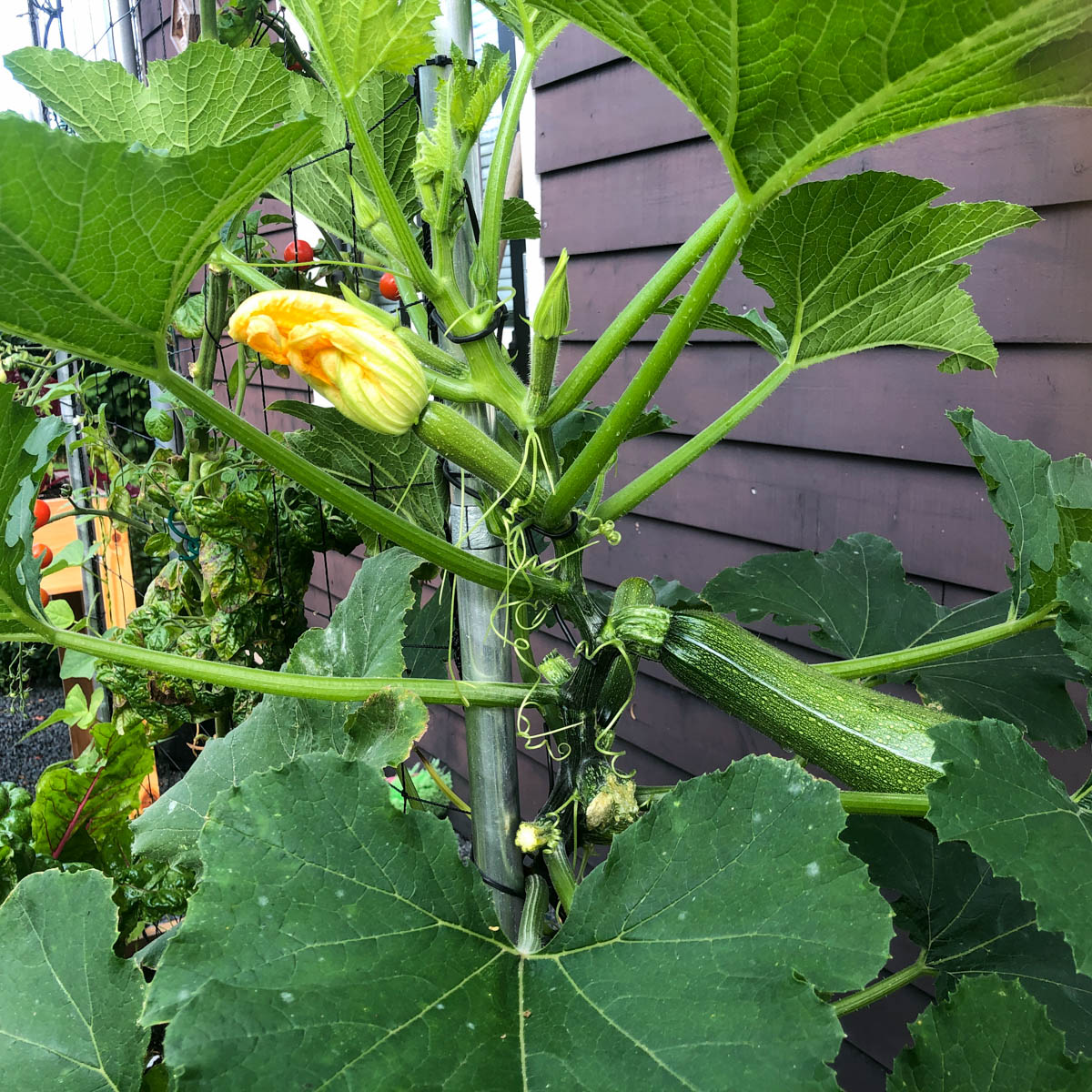 Klimcourgette Black Forest Makkelijke Moestuin