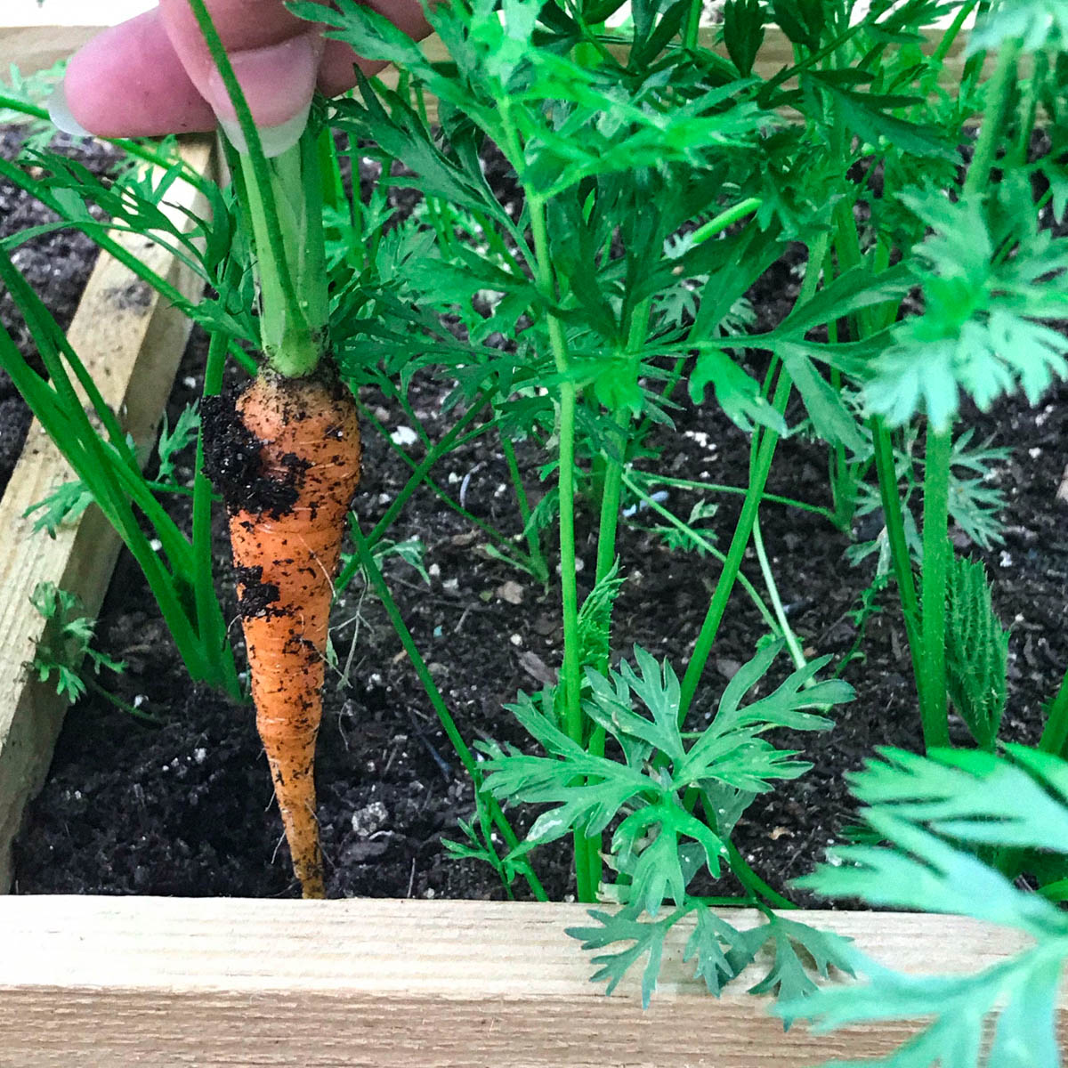 Wortels uit de Makkelijke Moestuin