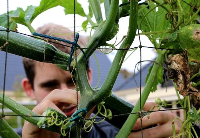 Our climbing courgette: Black Forest F1