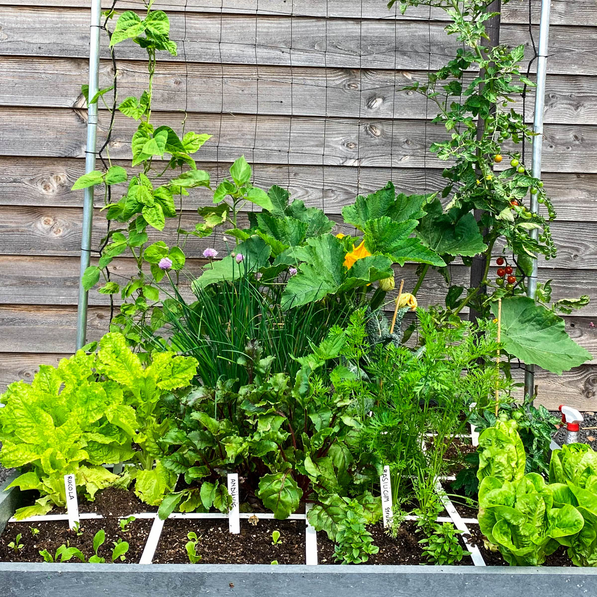 Boontjes, zonnebloemen, courgettes en komkommers in de MM-Hero: ze schieten de lucht in.
