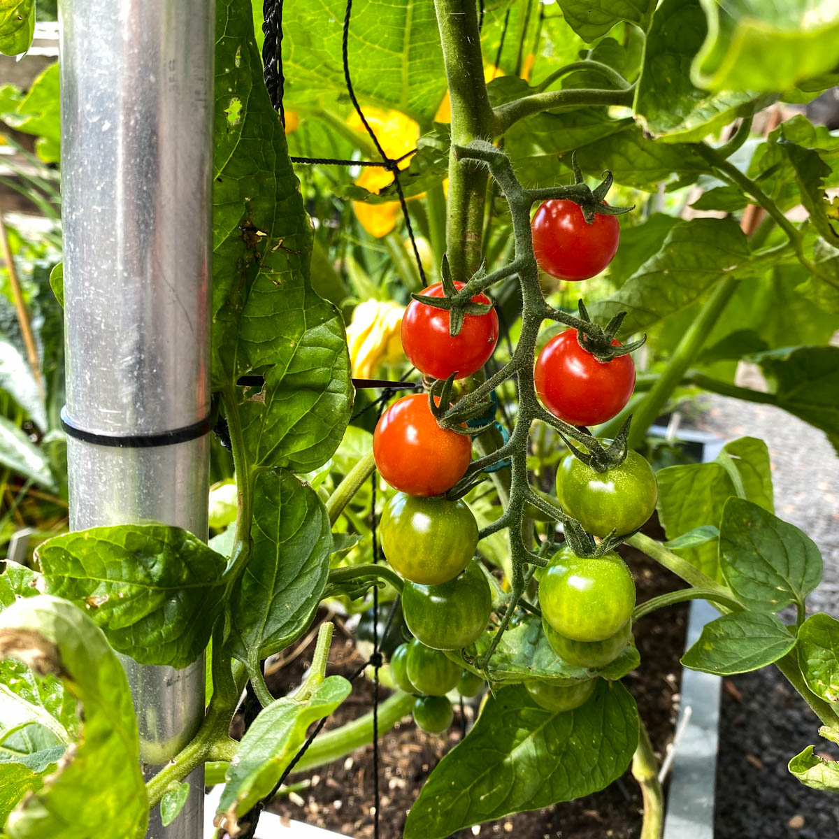 De eerste tomaatjes zijn rijp om te plukken in de Makkelijke Moestuin