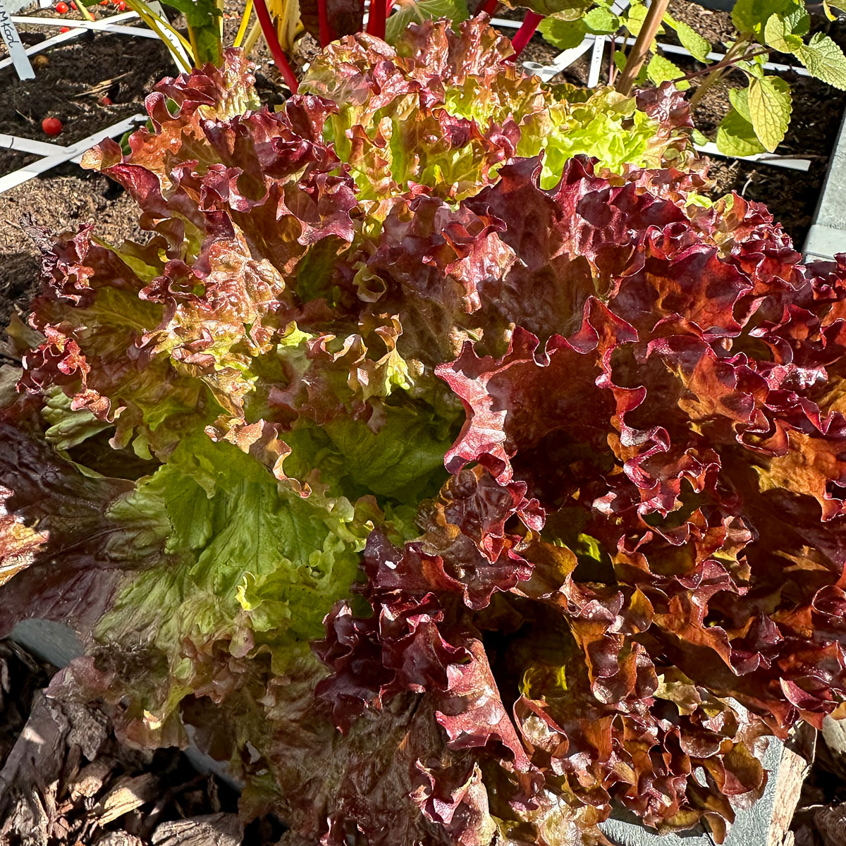 Trival pluksla in een Makkelijke Moestuinvak van 30x30 cm