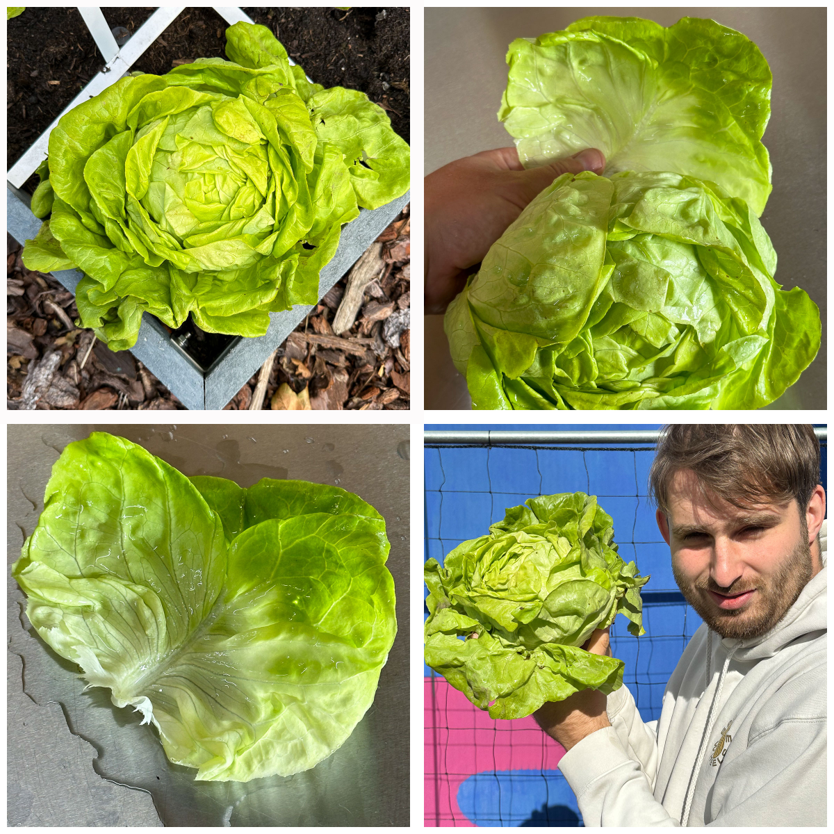 De zachte botersla Greenborough