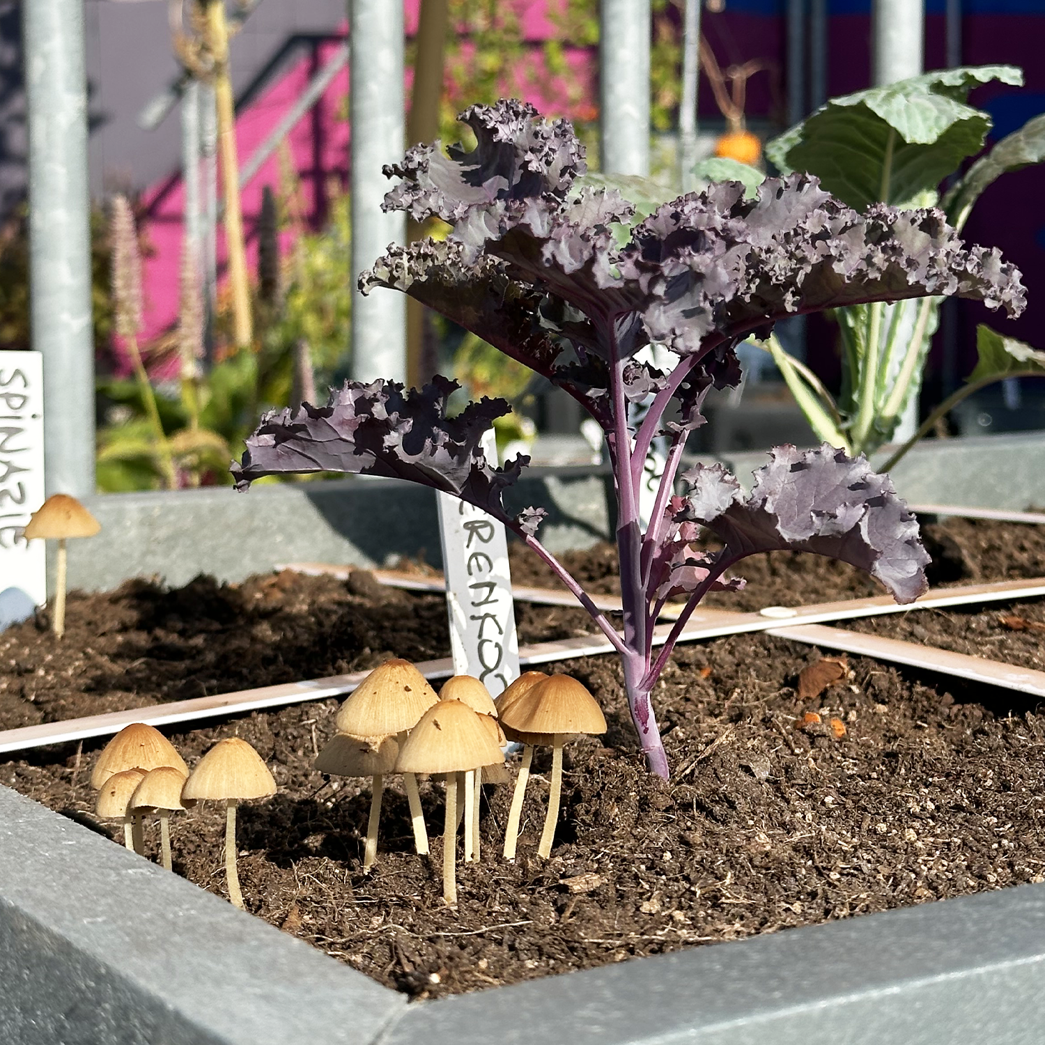 paddestoel in moestuinmix