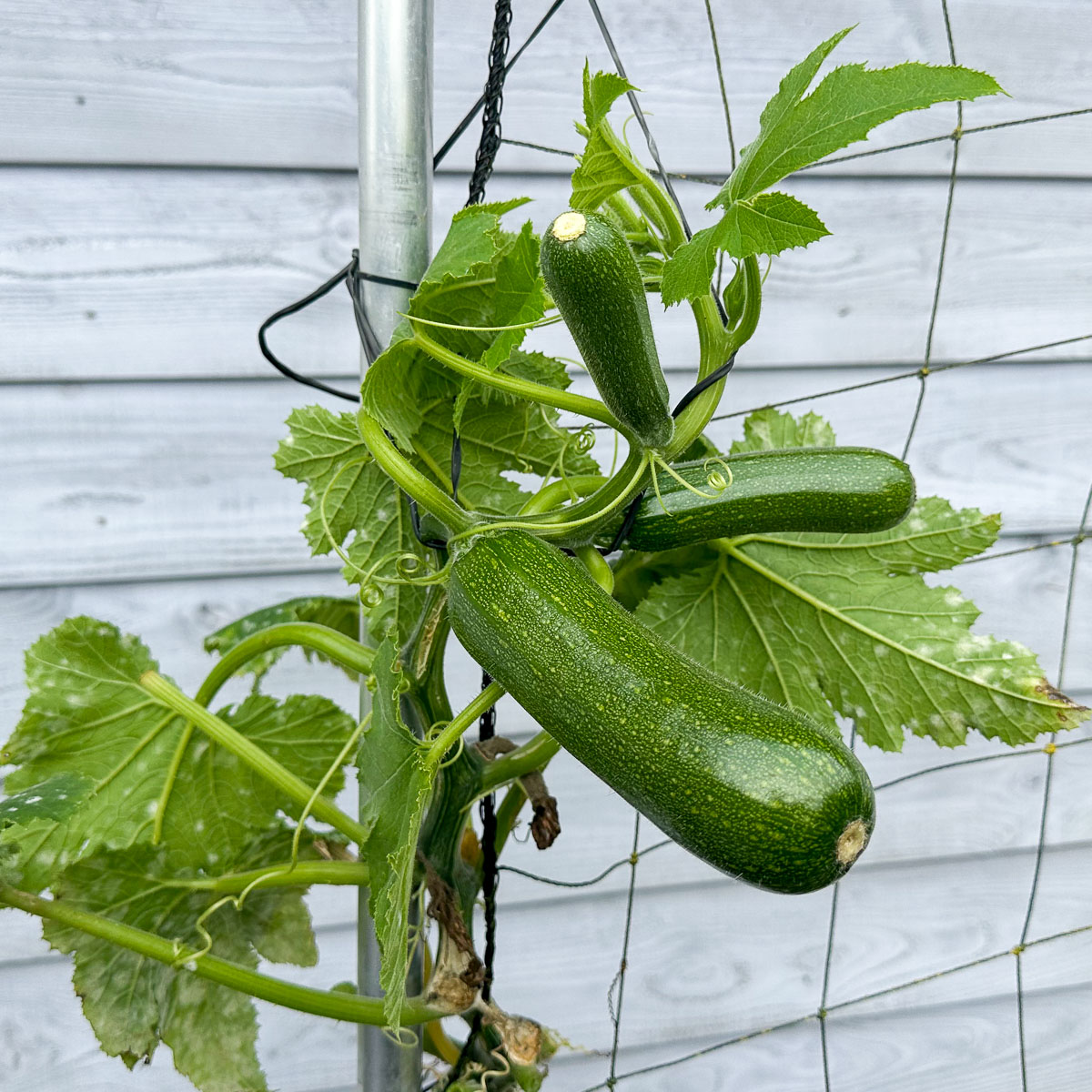 Eén oogstbare courgette en nog 2 onderweg.