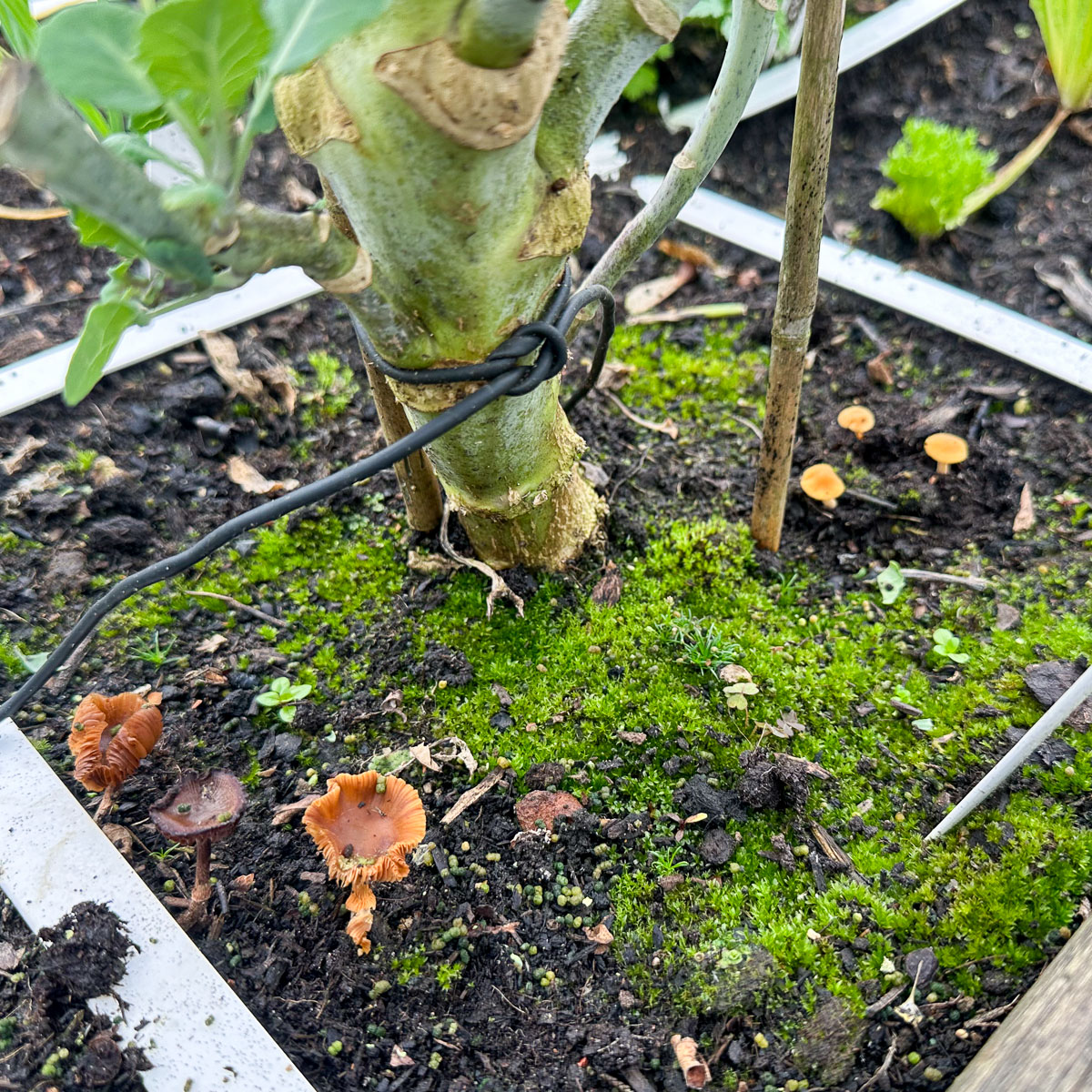 MM-Mix forgotten about in the winter can grow a lot of moss