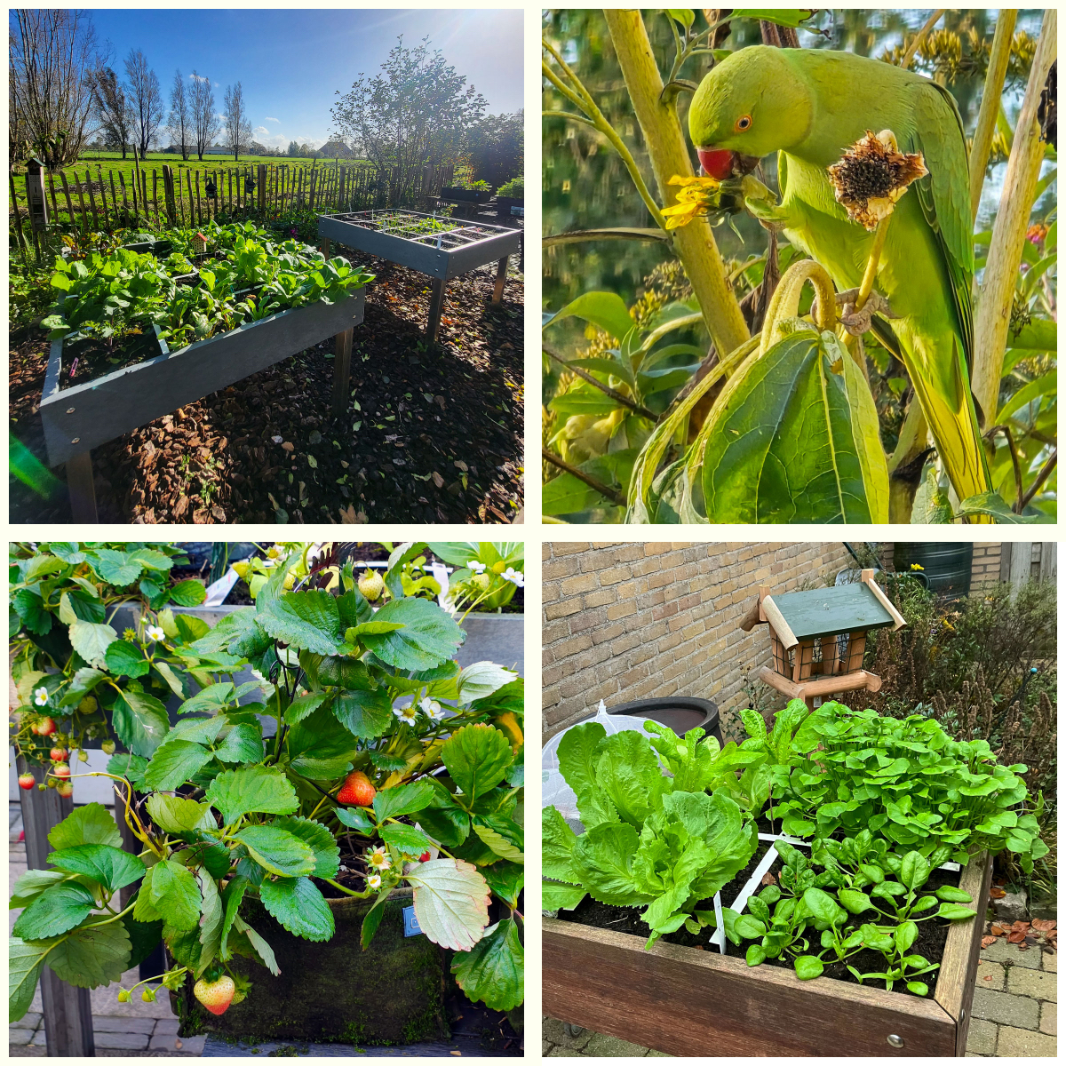 Uit de Makkelijke Moestuin community: foto's van Cecile, Aalsmyra, mcv en Anouk
