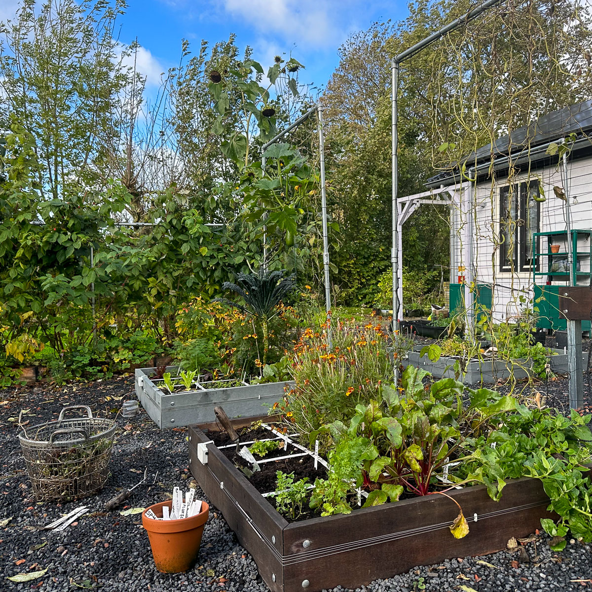 Bereid je moestuinbakken in november voor op de winter