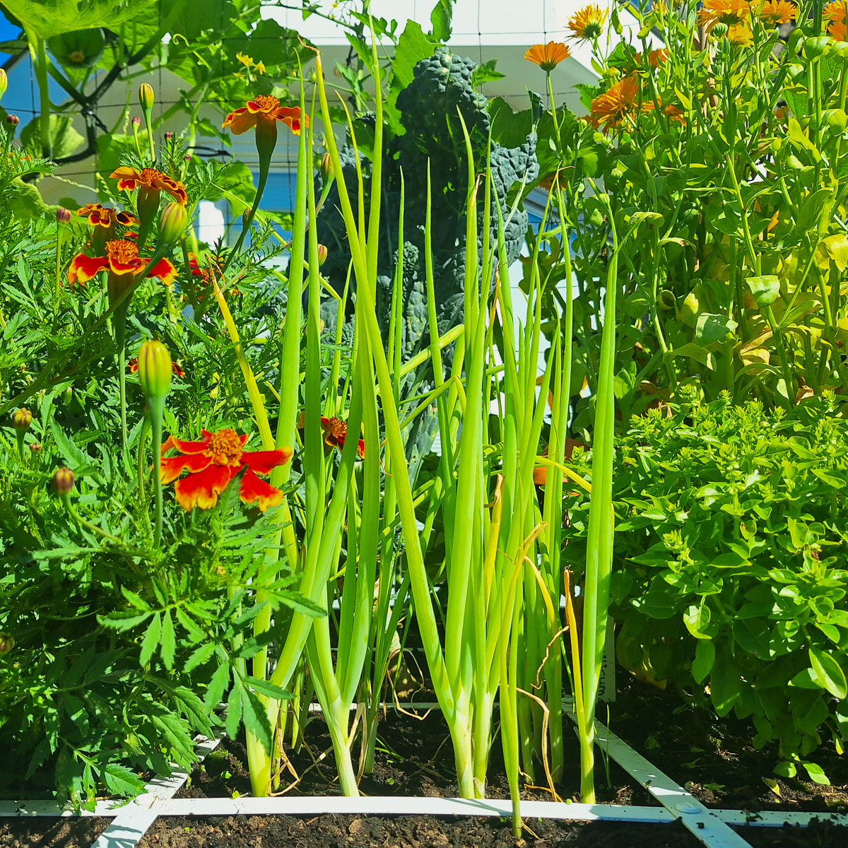 Long Japanese spring onions ready to pull from the mix
