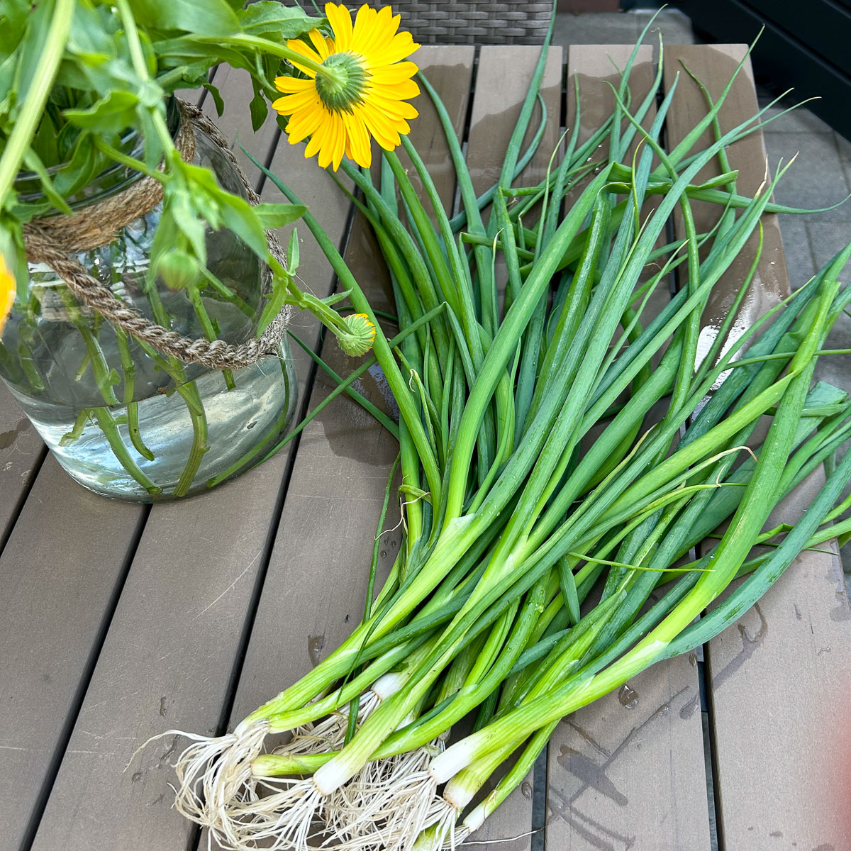 Bundle of freshly harvested Japanese Ishikura spring onions