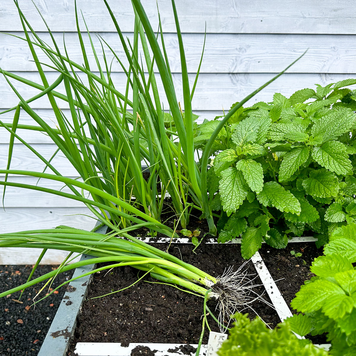 Several harvested Spring onions beside plants still growing in the square
