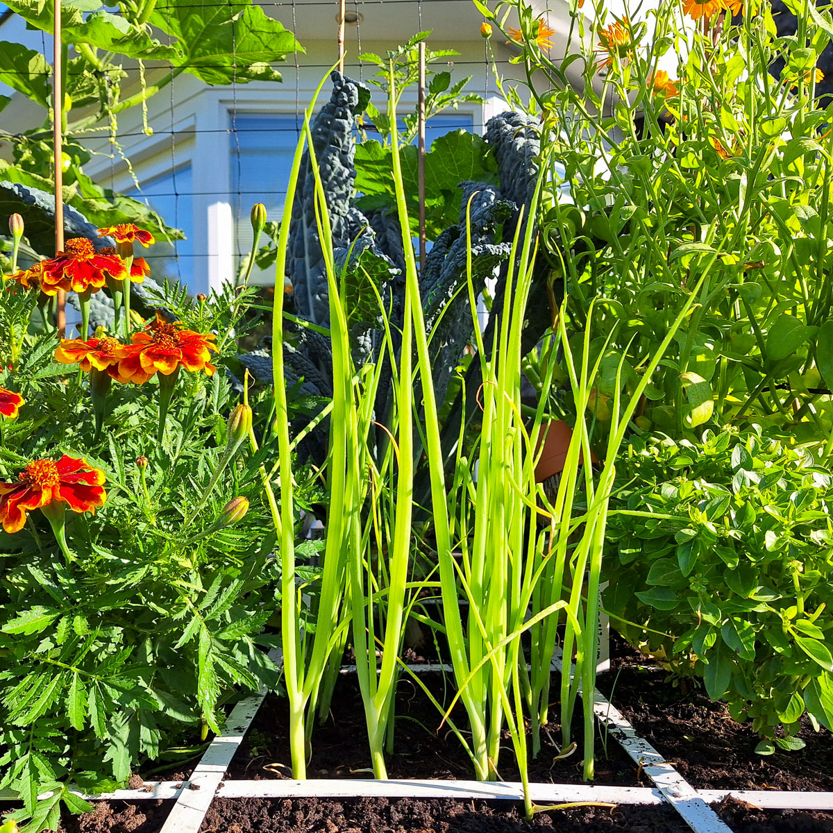Healthy young Spring onion plants growing upright in a square