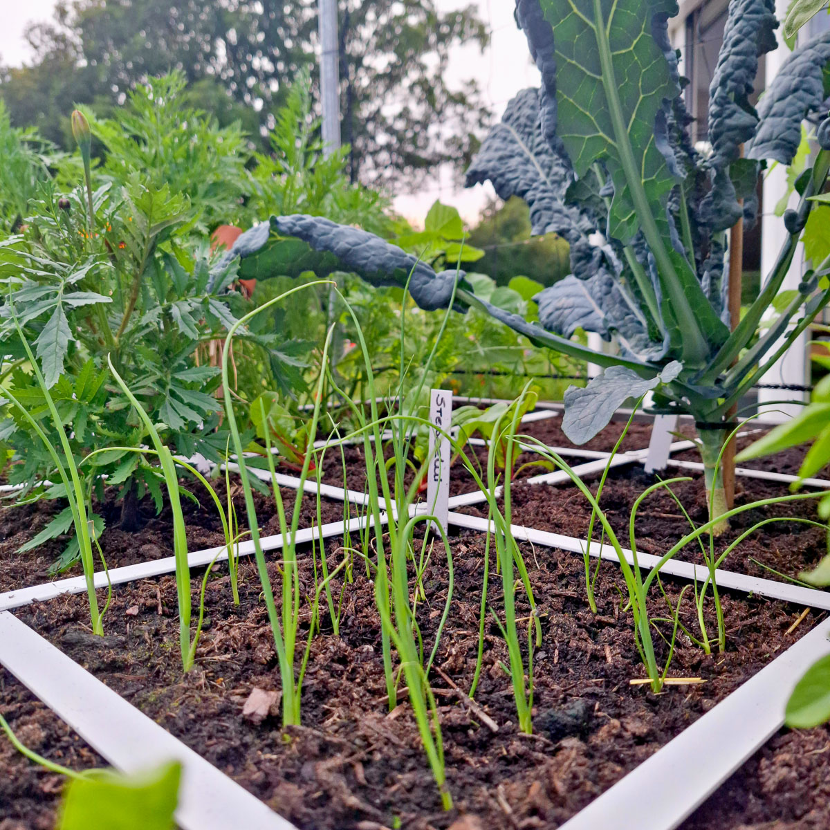 Young Spring onions after thinning to one plant per position