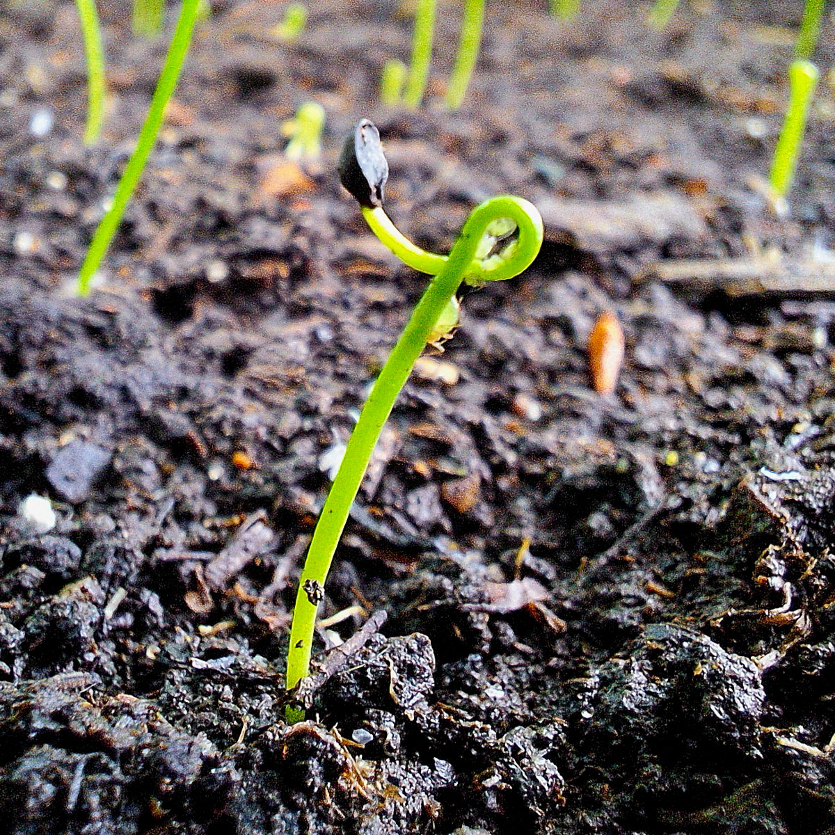 Fine green Spring onion seedlings emerging in one square