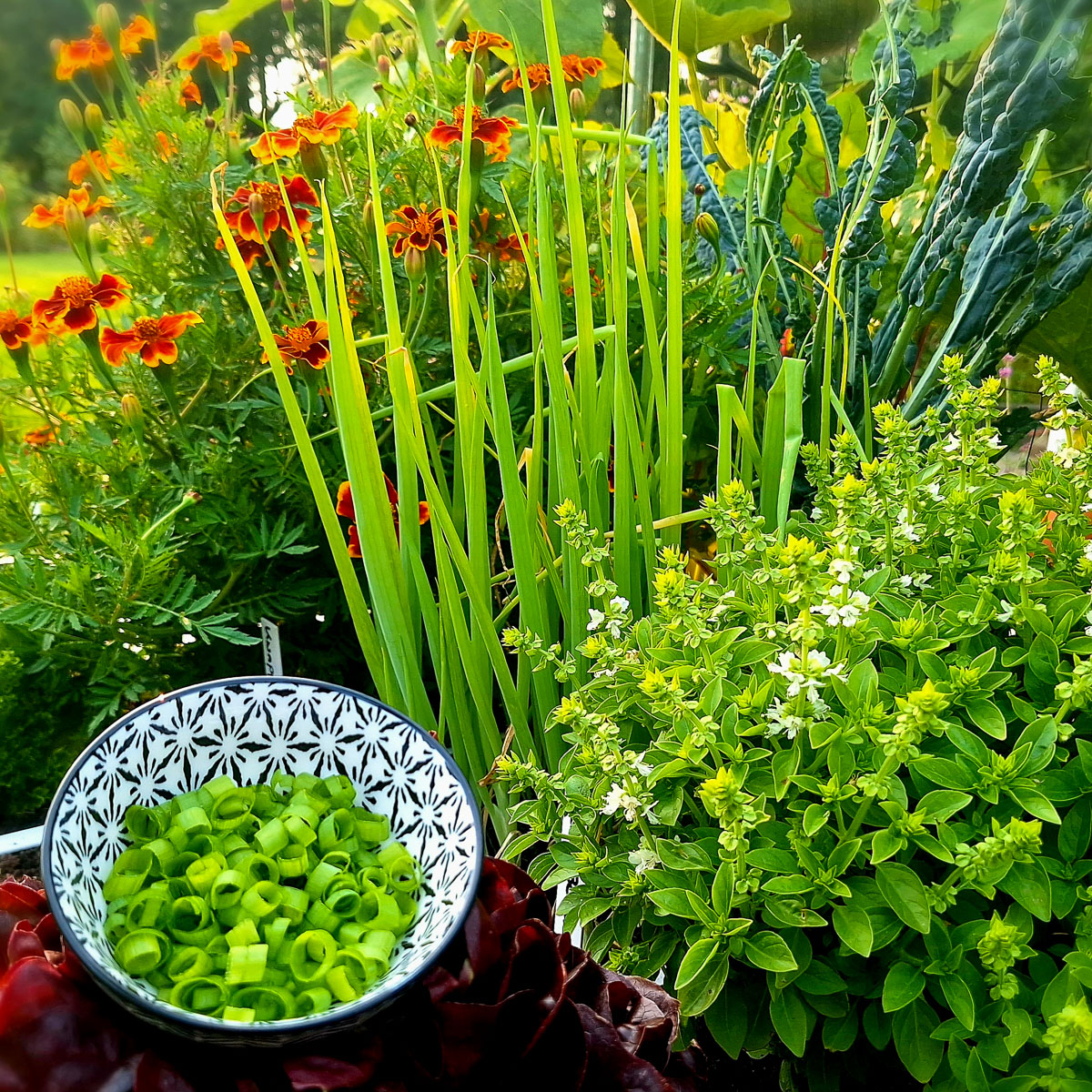Freshly harvested spring onions with long green leaves