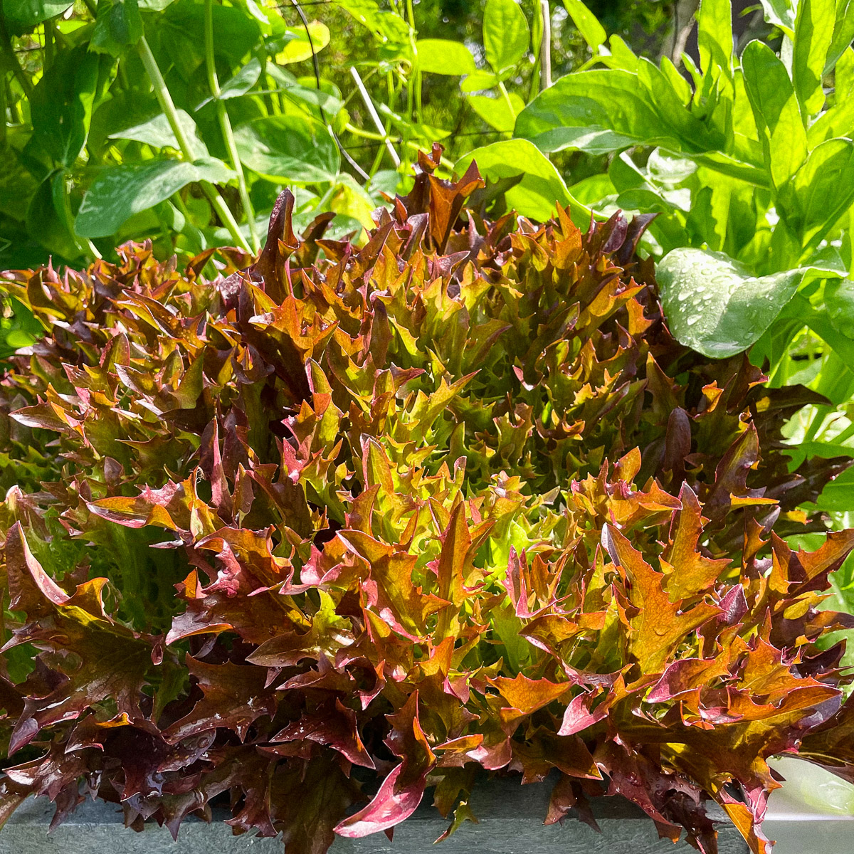 Rode Salanova Crispy pluksla in de Makkelijke Moestuin
